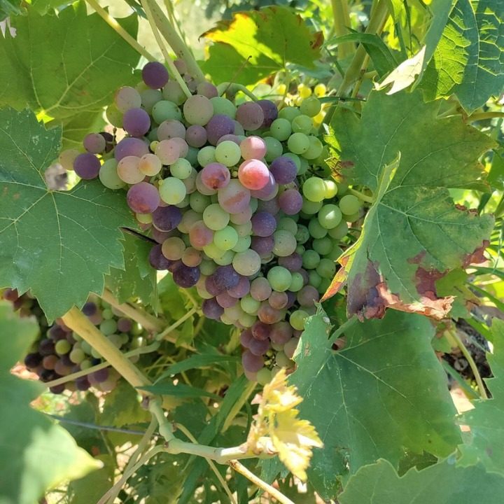 Schiavone Francesco Grapes